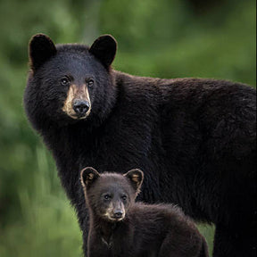Two black bears standing close to each other with a blurred green background